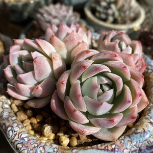 加勒比海蓝多肉