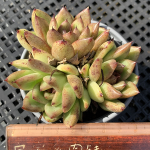 黑玫瑰多肉植物一物一拍暗黑暗纹血斑系状态肉肉花卉绿植园艺盆栽