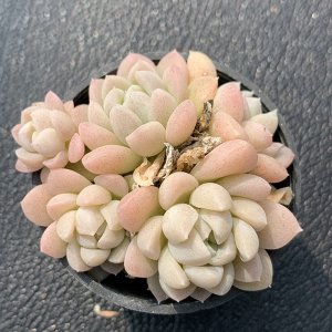 96同款货源tb447896248淘宝云南多肉奶油玫瑰多肉植物布朗先生的