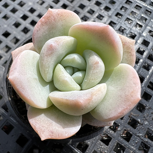 玉梦冰琉璃粉嫩多肉植物韩国新品一物一拍肉肉花卉绿植园艺盆栽