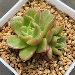 红酒桃糖心渐变色多肉植物新品一物一拍血斑肉肉花卉绿植园艺盆栽