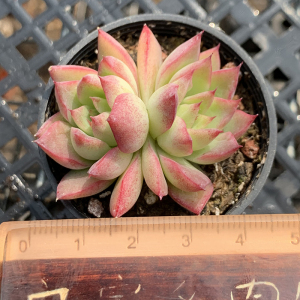 梦幻女王多肉植物一物一拍群生捧花状态肉肉花卉绿植园艺盆栽