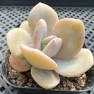 奶茶粉嫩多肉植物韩国新品一物一拍血斑肉肉花卉绿植园艺盆栽