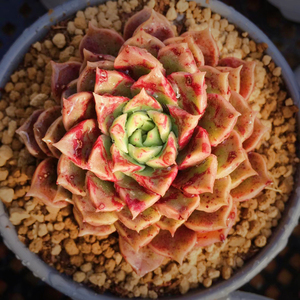 海洋之星天空之城多肉植物韩国新品血斑状态肉肉花卉绿植园艺盆栽