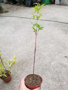 日本朱竹红竹红寒竹花叶寒竹绿植盆栽书房迷你桌面竹子有竹鞭
