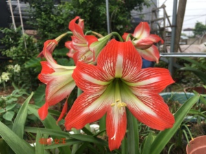 朱顶红土朱福建女王开花球直径6cm球根花卉室内庭院花卉植物