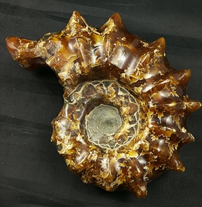 马达加斯加大犄角带刺玉化公羊角螺化石招旺财办公家居装饰把摆件