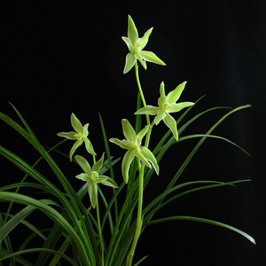 莲瓣兰奇花素清香冰清玉洁素奇兰花盆栽阳台绿植花卉