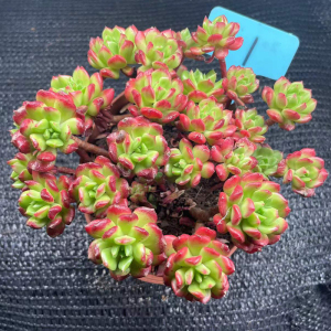 一物一拍小灯笼群生多肉植物红色肉肉盆栽绿植花卉带盆发货特价