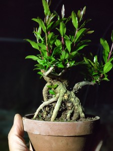 日本紫玉石榴盆景小老桩掌心把一手托盆景玩室内观赏阳台桌面绿植