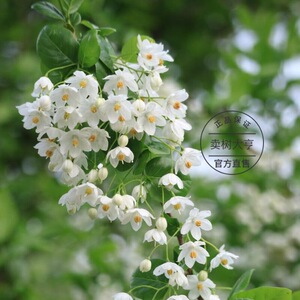 野茉莉styrax安息香芳香花树盆栽苗多年生庭院小乔木别墅花园绿植