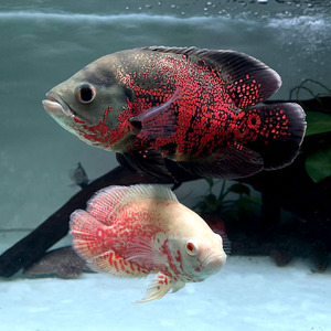 【黑白地图鱼苗】黑白地图鱼苗品牌,价格 - 阿里巴巴