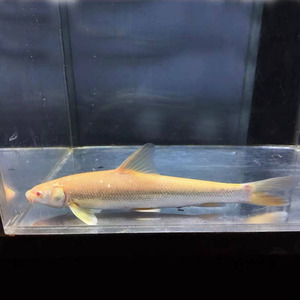 红眼赤瞳黄金招财龙锦鲤龙鱼配鱼