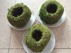 苔玉苔藓球 苔藓花器 创意石斛种植盆微景观园艺盆栽趣味家居装饰