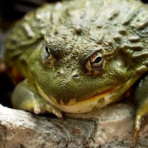 非洲牛蛙非牛苗巨型牛蛙宠物蛙角蛙爬宠非牛非钟角蛙非洲牛蛙苗子