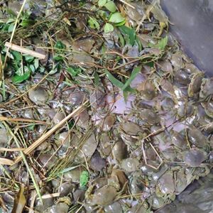 小青蟹苗活体宠物螃蟹观赏蟹吃小虫鱼缸爬行底栖动物