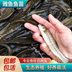 观赏鱼雅鱼雅鱼鱼苗雅鱼活体齐口裂腹鱼雅安活体鱼苗冷水鱼稀有鱼