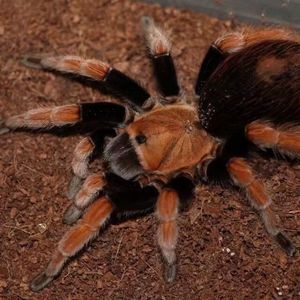 aph血脚墨西哥血脚宠物蜘蛛 温顺可上手新手入门好养耐活可爱
