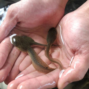 蝌蚪活体牛蛙青蛙超大蝌蚪苗5-10厘米送饲料包活水族儿童观赏宠物