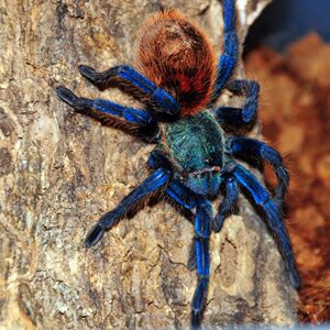 委内瑞拉红绿橙