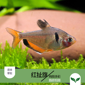 红尾大勾扯旗灯鱼小型群游鱼热带观赏鱼淡水鱼水族活体鱼苗宠物鱼