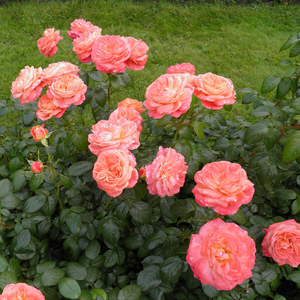 天狼月季 红心皇后2.5升盆栽多季勤花灌木庭院露台观赏植物玫瑰花