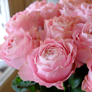 天狼月季 四心2.5升盆栽多季切花庭院露台植物玫瑰花卉地栽盆栽