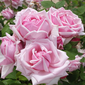 天狼月季 法兰西2.5升盆栽多季切花庭院露台植物玫瑰花卉盆栽