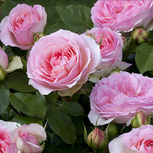 天狼月季 浪漫索菲亚/索菲亚罗曼蒂克2.5升盆栽多季植物玫瑰花卉