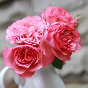 天狼月季 仲夏之夜2.5升盆栽多季灌木庭院露台观赏植物玫瑰花卉