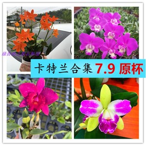 兰花洋兰卡特兰绿精灵带花苞蝴蝶兰君子兰文心兰梦香兰国兰卉包邮