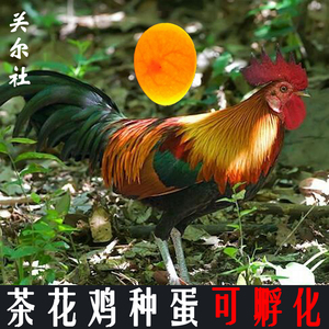 海南白耳原鸡种蛋