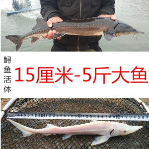 观赏鱼西伯利亚鲟鱼苗活体淡冷水清道夫鱼垃圾鱼金鱼锦鲤混养大型