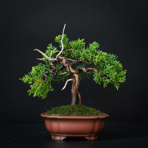 包邮八房系鱼川真柏小品盆载扦插小苗阳台易养观叶绿植 林夕盆景