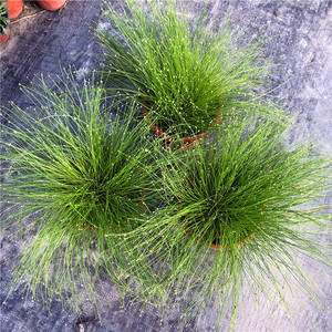 丝雨草灯芯草盆栽光纤草蓝剑草观赏草庭院别墅观叶多年生宿根植物