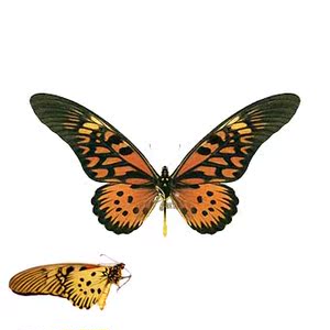 蝶语 长袖德凤蝶(非洲长翅凤蝶)papilio antimachus蝴蝶标本