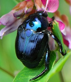 90蝶语 中华弧丽金龟标本 真昆虫学生科教标本 自然科学淘宝