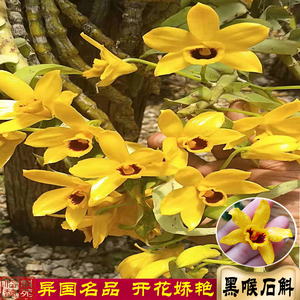 黑喉石斛苗 缅甸品种 兰花洋兰 艳丽漂亮淡香 枝条独特 临安斛苑