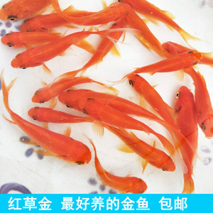 草金鱼饲料