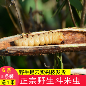 斗米虫野生云实蛀虫鸟不踏刺虫阎王刺虫5条现找带树枝活营养正品