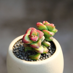 爱心半球星乙女全状态株红唇景天科青锁龙属多肉植物绿植麦太太