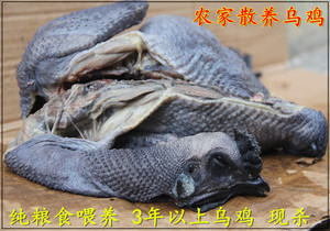 正宗农家散养土乌鸡老乌鸡白乌鸡新鲜乌鸡肉乌鸡汤乌骨鸡现杀乌鸡