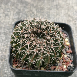 wigginskia acuata 实生南国玉属仙人球 一物一拍