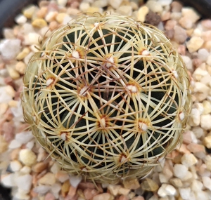 5厘米 顶花球属 实生仙人球 一物一拍