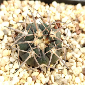 天平丸  强刺裸萼  实生仙人球  一物一拍