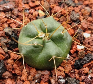 宇宙殿echinocereus knippelianusvar.kruegeri 鹿角柱 仙人球