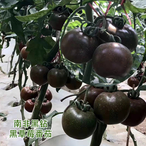黑色草莓番茄种子南非黑钻铁皮柿子多汁水果西红柿苗蔬菜种子孑苗