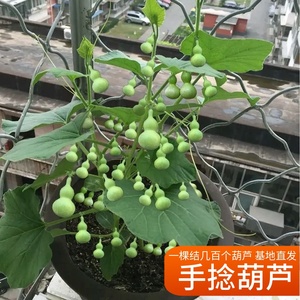 微型手捻文玩葫芦花蔬菜巨型宝葫芦种子孑苗铁包金约长4厘米