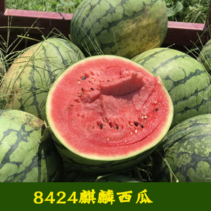 甜王8424西瓜蔬菜种子苗特大高产懒汉巨型种籽春夏四季南方水果孑