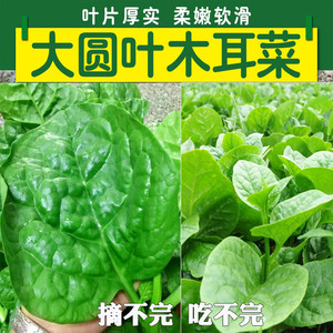 大圆叶木耳菜种籽青菜蔬菜种子籽四季春秋冬春季种孑秋季易活秧苗